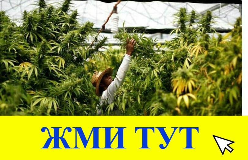 Купить наркотики в Тавде